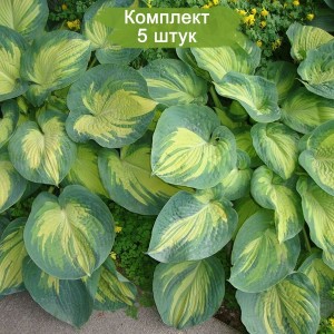 Саженцы хосты Грэйт Экспектейшн (Great Expectations) -  комплект 5 шт.