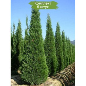 Сеянцы кипарисовика Лейланда (10-25 см) -  комплект 5 шт.