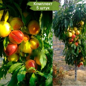 Саженцы нектарина Колоновидного Спокуса -  комплект 5 шт.