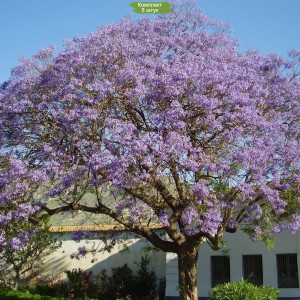 Саженцы павлонии Шан Тонг (Shan Tong) -  комплект 5 шт.