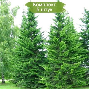 Сеянцы пихты Сибирской (до 15 см) -  комплект 5 шт.