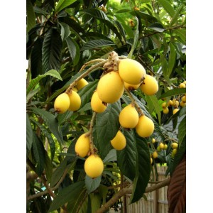 Саженец мушмулы Японской Танака