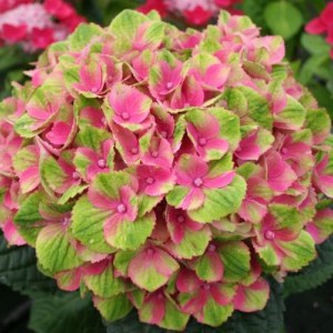 Саженец гортензии крупнолистной Мэджикал аметист (Magical Amethyst)