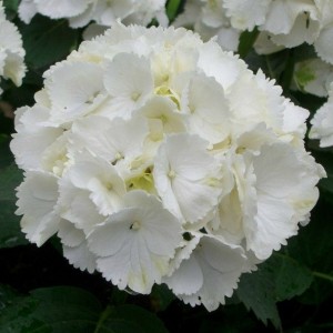 Саженец гортензии крупнолистной Уайт Вондер (White Wonder)