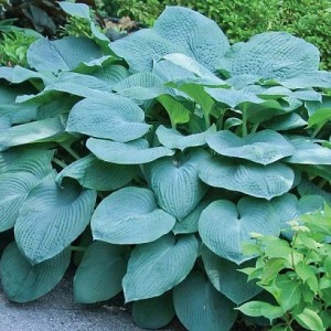 Саженец хосты Брессингем Блю (Bressingham Blue)