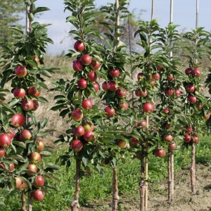 Саженец колоновидной яблони оптом