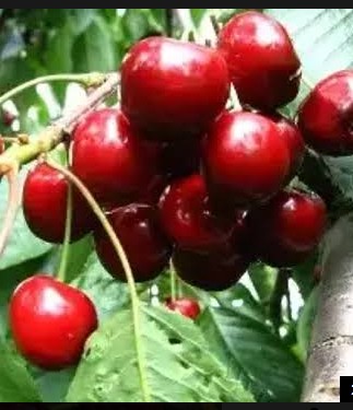 Черешня Амулет