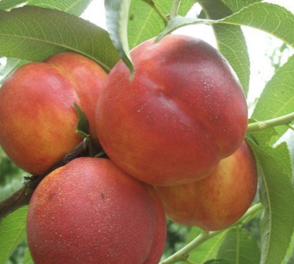 Нектарин Мареми