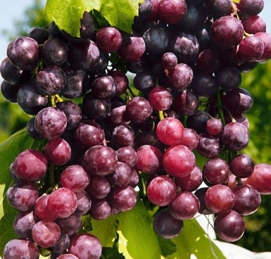 Виноград Александр