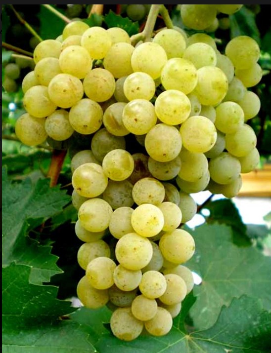 Виноград Буковинка