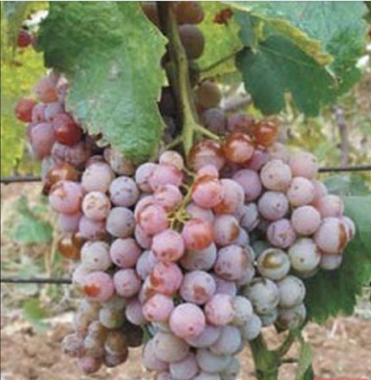 Виноград Гюляби дагестанский