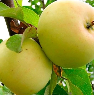 Яблоня Исеть белая