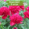 Саженцы пиона Red Charm (Ред Чарм ) -  комплект 5 шт.