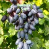 Комплект 5шт / Виноград Академик Авидзба